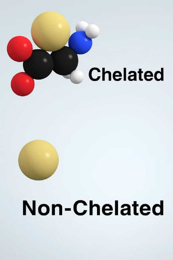 Chelated Minerals vs Non-Chelated Absorption