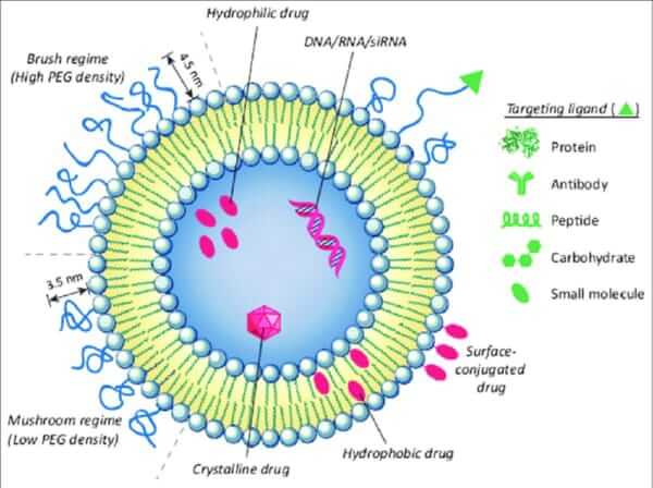 Liposome Structure and Delivery Mechanism