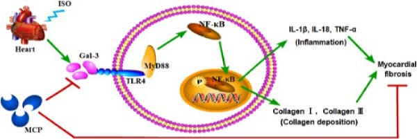 MCP Blocking Galectin-3